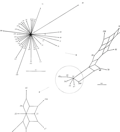 FIG. 3. Splits graphs showing the interrelationships of members of ST-21 complex. Progressive pruning of branches to improve resolution isindicated by the circles and arrows