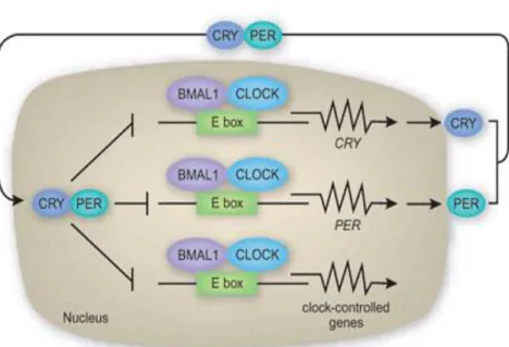 Figure 1.1: Core clock model .  CLOCK and BMAL1 function in the positive arm  of the TTFL by activating circadian transcription through binding to the E-Box  enhancer elements in the promoters of clock controlled genes