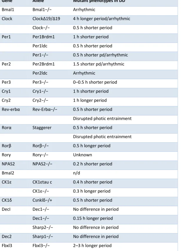 Table 1.1 Effect of clock gene mutations on period lenght.  Summary of period changes in  mice deficient of core clock genes or secondary clock regulators