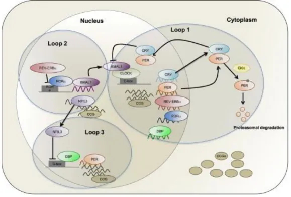 Figure 1.2 Core clock model summarizing secondary loops of circadian clock regulation