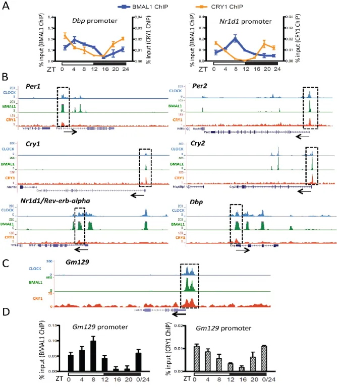 Figure 2.1: Gm129 is a direct target of the CLOCK: BMAL1: CRY complex. 