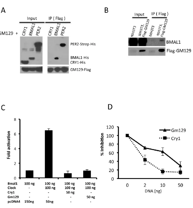 Figure 2.3: GM129 interacts with BMAL1 and PER2, and represses CLOCK/BMAL1  activated transcription