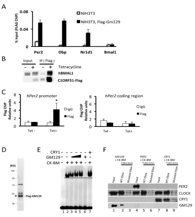 Figure 2.4: GM129 binds to CLOCK/BMAL1 on DNA both in vitro and in vivo.  