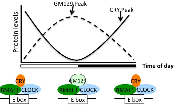 Figure 2.7: Model for the role of GM129 in modulating CLOCK:BMAL1 activities 