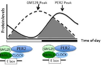 Figure 3.1: Possible importance of GM129 and PER2 complex. 