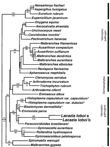 FIG. 2. Neighbor-joining tree of aligned 18S rDNA sequences of two L. loboialveolataX59420;sequences, and four Eurotiales species and one Chaetothyriales (sister clade to another Latin American endemic human pathogen,to its neighbor are remarkably large