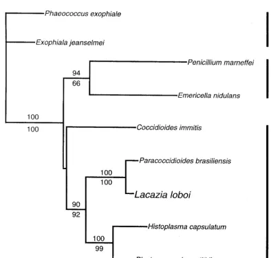 FIG. 3. Neighbor-joining tree of aligned CHS2Eurotiales and two Chaetothyriales species as outgroup taxa