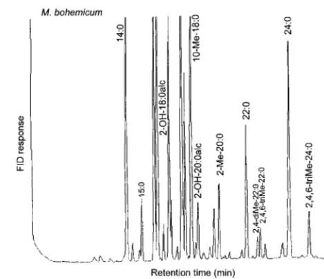 FIG. 1. GLC proﬁle of M. bohemicum DSM 44277T. For deﬁnitionsof marker designations, see Results.