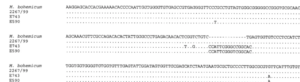 FIG. 3. Alignment of 16S-23S rDNA ITS sequences including the type strain of M. bohemicum, a patient isolate (2267/99), and two environ-mental isolates (E743 and E590)