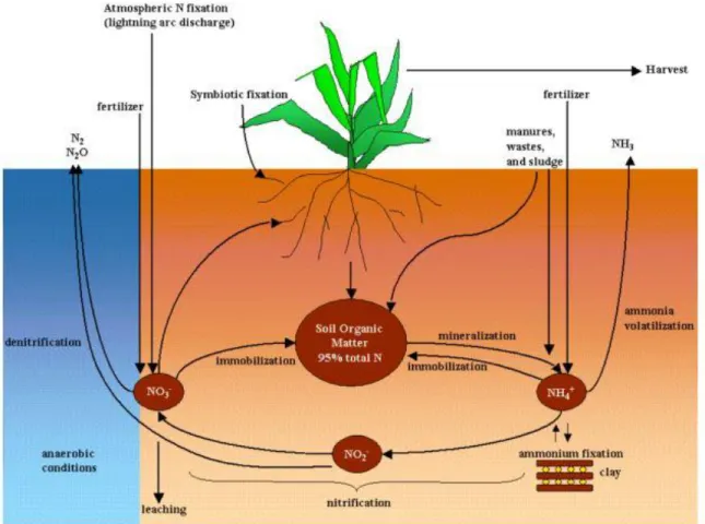 Figure 0.1. The nitrogen cycle. Figure verbatim from the Soil Water and Assessment Tool  theoretical documentation, Neitsch et al