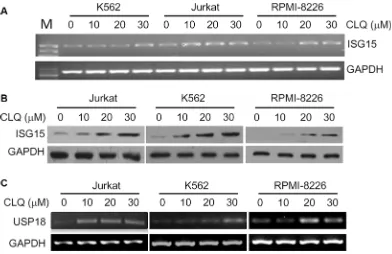 Figure 1: ISG15 and USP18 are induced by clioquinol (CLQ). (A) Jurkat, K562 and RPMI-8226 cells were treated with CLQ at indicated concentrations for 24 hrs followed by total RNA preparation