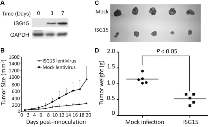 Figure 3: Ectopic ISG15 and USP18 induces cancer cell apoptosis. (A) Blood cancer cells were stably infected with lentiviral ISG15 or mock lentivirus