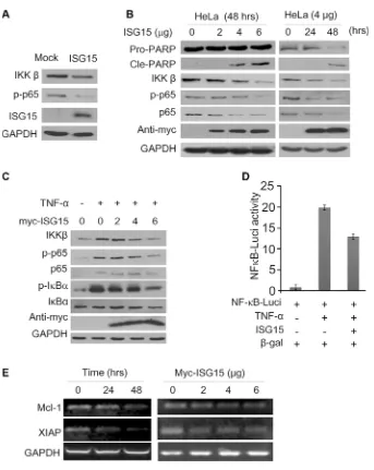 Figure 5: ISG15 inhibits the NF-κB signaling transduction. (A) K562 cells were infected with lentiviral ISG15 for 96 hrs followed by immunoblotting assay against indicated proteins using specific antibodies