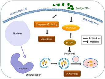 Figure 7 schematic representation of a potential mechanism of realgar NP therapy on human cMl cells.Abbreviations: cMl, chronic myelogenous leukemia; NP, nanoparticle.
