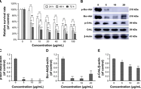 Figure 1 realgar NPs induced cell death and fusion protein degradation.Notes: (A) K562 cells were seeded in 96-well plates and treated with specific concentrations of realgar NPs (0, 5, 10, 20, 40, 80, and 100 μg/ml) for 24, 48, or 72 h