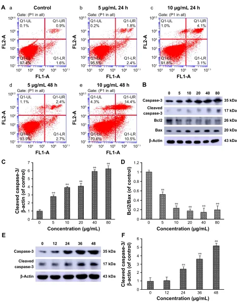Figure 2 realgar NPs activated apoptosis in K562 cells.Notes: (A) Cells were treated with specific concentrations of realgar NPs (a: 0 μg/ml; b: 5 μg/ml; and c: 10 μg/ml) for 24 or 48 h (d: 5 μg/ml and e: 10 μg/ml) and stained by annexin V and PI staining 