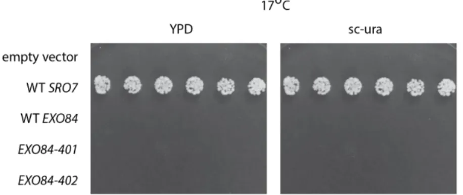 Figure 3. Retesting EXO84-401 and -402 from the pilot screen in  BY856. Plates are shown after 5 days of growth.