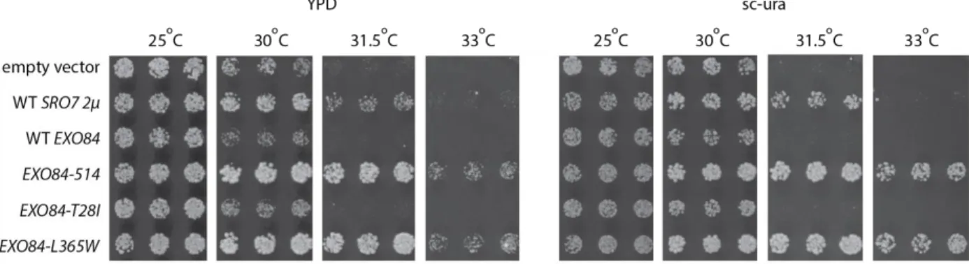 Figure 6. Testing EXO84-T28I and EXO84-L365W in BY31. Six replicates were tested for each plate, but only  three are shown