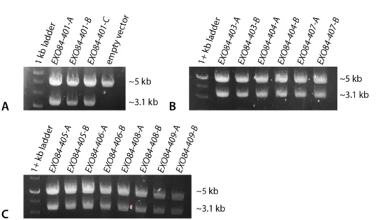 Figure A1. 4 uL of 6x loading dye was added to 20 uL digests of gain-of-function EXO84 candidates with XhoI  and NotI-HF, and 10 uL was run on a 0.7% agarose gel at 155 V for ~25 minutes