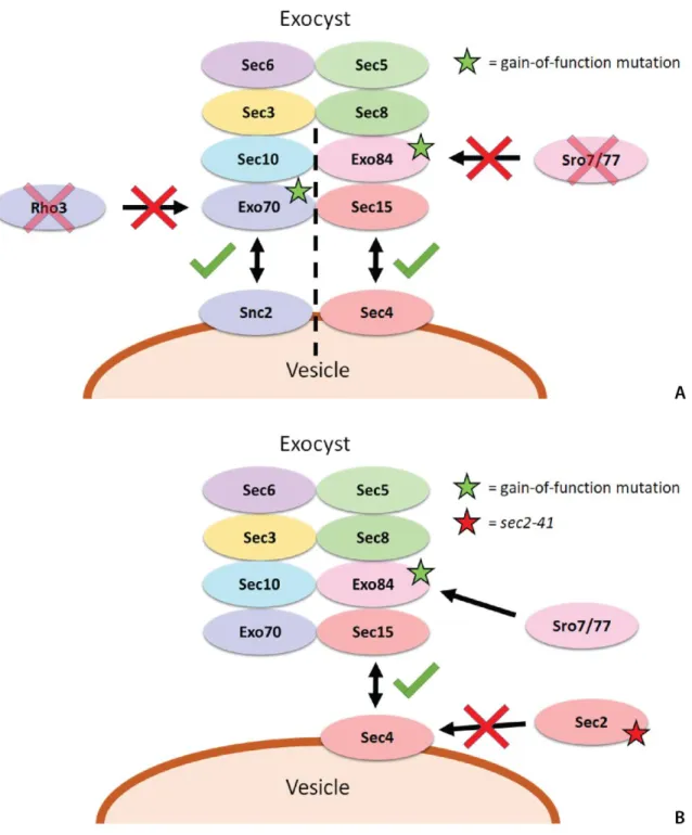Figure 1. Schematic Rationale for EXO84 Genetic Screens. (A) Exocyst interactions in the sro7/77Δ  screen for gain-of-function EXO84 alleles (right) as compared to the rho3Δ screen for gain-of-function  EXO70 alleles 4  (left) (B) Exocyst interactions in t