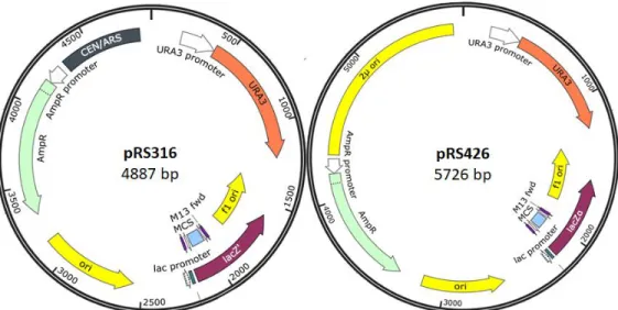 Figure 2. Vector maps for pRS316 and pRS426