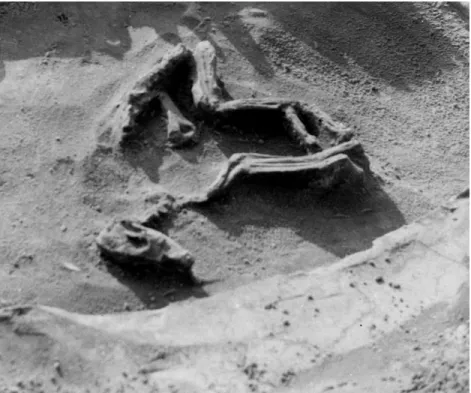 Figure 8. Dog Burial 1 (View 3) (Courtesy of the Research Laboratories of Archaeology,  University of North Carolina at Chapel Hill)