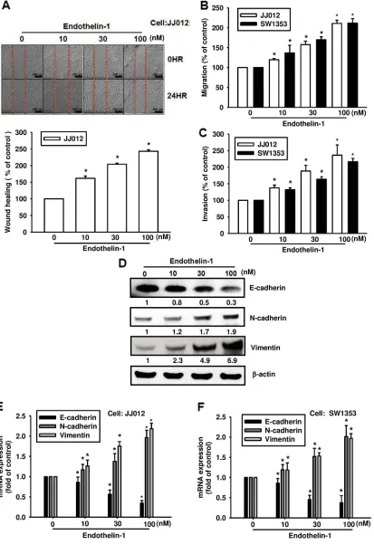 Figure 1: ET-1 promotes cell migration and EMT in chondrosarcoma cells. Cells were incubated with ET-1 (10~100 nM) for 24 h, and cell migration was measured by the wound-healing assay A