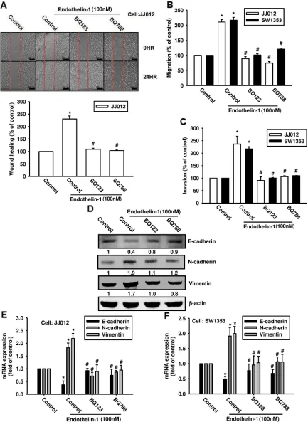 Figure 3: ET-1 promotes cell migration and EMT through ETRs. A & B. Cells were incubated with BQ123 (10 μM) or BQ788 (10 μM) for 30 mins before undergoing stimulation with ET-1 (100 nM) for 24 h