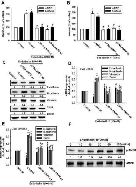 Figure 5: AMPK is involved in ET-1-induced EMT and cell migration. A-E. Cells were transfected with AMPKα1 or AMPKα2 siRNA for 24 h, then stimulated with ET-1 for 24 h