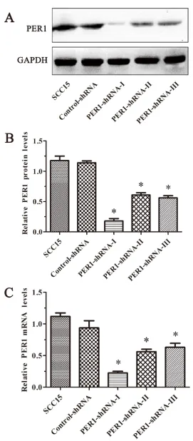 Figure 1: PER1 is most efficiently knocked down in the PER1-shRNA-I group among five groups of SCC15 cells