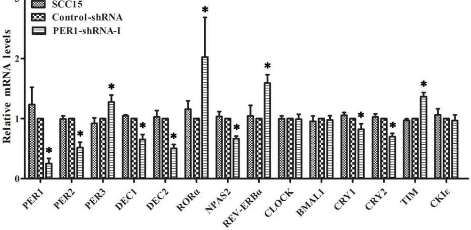 Table 1: Levels of mRNA expression of clock genes in the PER1-shRNA-I, Control-shRNA and SCC15 groups in vitro (mean±SD)