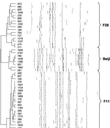 TABLE 1. Polymorphic nature of DR regions from three independently evolving strain families