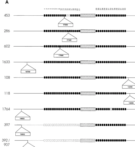 FIG. 3. Schematic diagram showing points of IS6110in the DR region, while open squares depict the deletion of speciﬁc DVRs