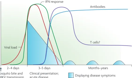 Figure 7. Host immune response to chikungunya virus infection. CHIKV infection typically induces a strong,  protective IFN response, which controls the viral load together with the humoral (antibody) response