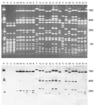 FIG. 2. Example of PFGE proﬁles of Smabovine teat skin, milking machine unit liners, and bovine milk