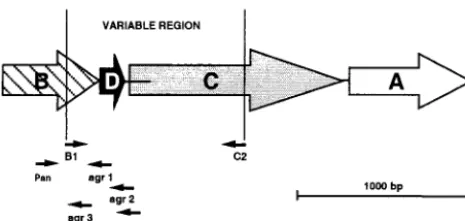 FIG. 1. Schematic map of the S. aureus agrmembers of the operon are represented with the position of the prim-ers used in this work.receptor-histidine protein kinase components of a two-component sig-nal transduction pathway, whereasthe activating ligand f