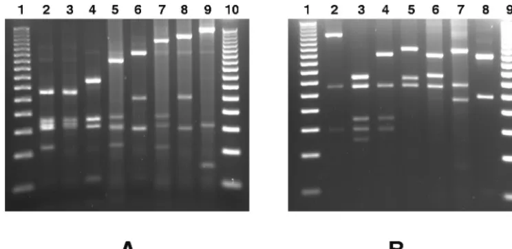 FIG. 2. Restriction polymorphism in the agrof theobtained are shown: type A1 (lane A2), type A2 (lane A3), type A3 (lane A4), type A4 (lane A5), type A5 (lane A6), type A6 (lane A7), type A7(lane A8), type A8 (lane A9), type R I (lane B2), type R II (lane 