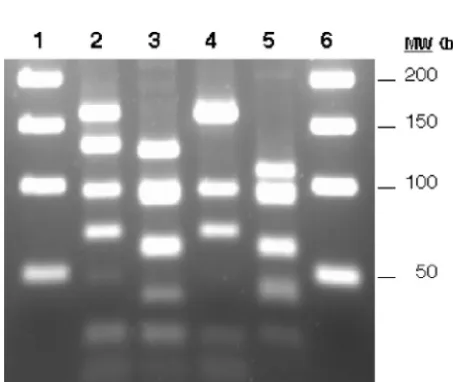 FIG. 4. agrRN6923 [group 2, lane 2], RN8462 [group 3, lane 3], A880740 [group4, lane 4]) were ampliﬁed with multiplex primers Pan, agr1, agr2, agr3,and agr4