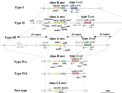 FIG. 2. Illustrative representation of various types of SCCmec.deﬁned by type 2and class Bof SCCthe class ofsequence of each primer)