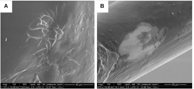 Figure  2.6.  Representative  post-explantation  scanning  electron  micrographs  of  glucose  biosensor  working  electrode  surfaces  exhibiting  (A)  membrane  cracking  and (B) partial coating delamination