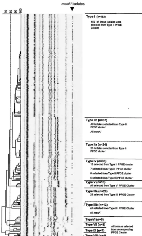 FIG. 2. Ten clusters were obtained by ribotyping of 330 isolates,which represented the variability of PFGE types encountered