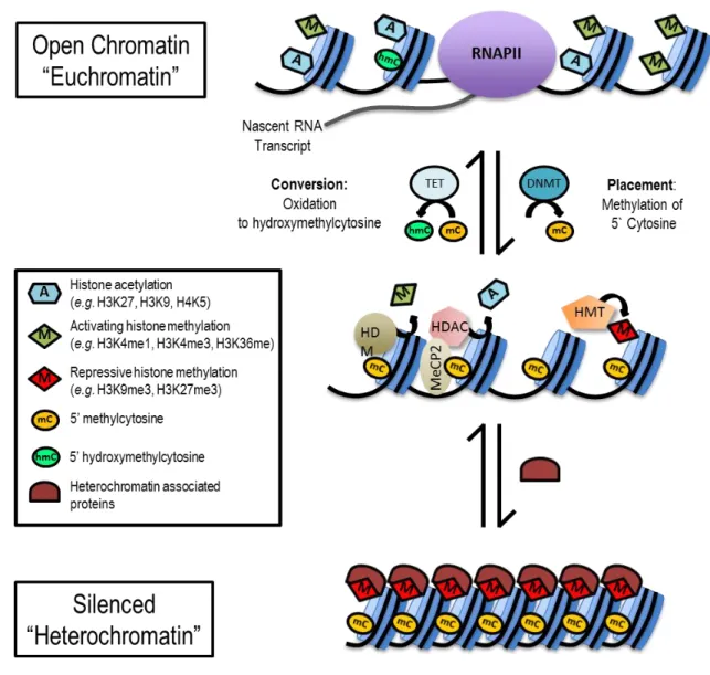 Figure 1-7. Histone modifications and DNA methylation: The epigenetic code that  determines chromatin state