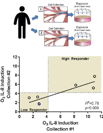 Figure 2-2. Donor-specificity of phBEC IL-8 induction following in vitro ozone exposure