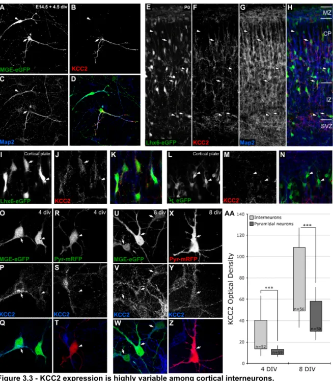Figure 3.3 - KCC2 expression is highly variable among cortical interneurons.  