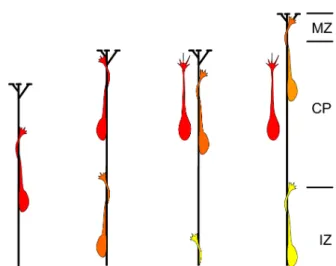 Figure  1.4  -  Pyramidal  neuron  radial  migration  is  dependant upon radial glial substrate  