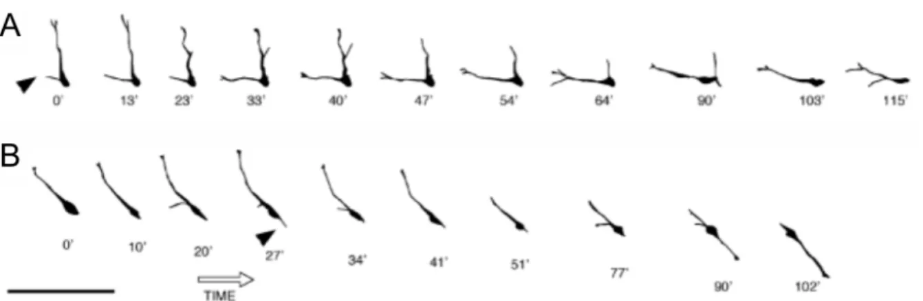 Figure  1.6  -  Pyramidal  neuron  radial  migration  is  dependant upon radial glial substrate  