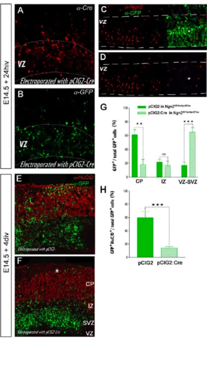 Figure  2.3  -  Acute  deletion  of  Ngn2  expression  in  E14.5  cortical  progenitors  impairs  radial migration 