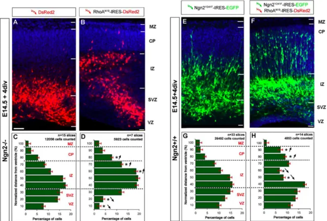 Figure  2.7  -  Inhibition  of  RhoA  activity  rescues  the  migration  defect  due  to  Ngn2  loss  of  function  