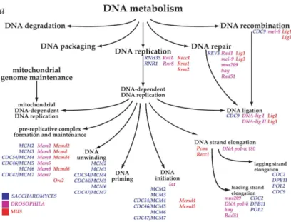 Figure 1: Example of the structure of Gene Ontology from Ashburner et al.