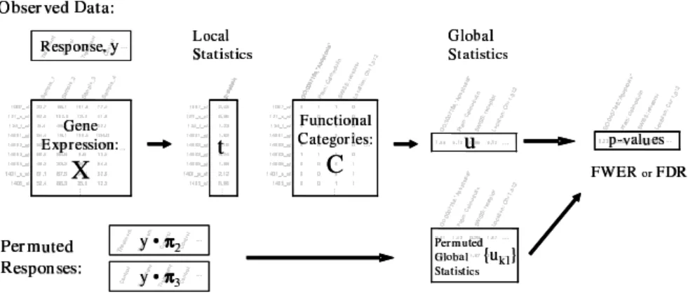 Figure 4: Schematic for the significance analysis of function and expression (SAFE). The observed data consist of a matrix of normalized expression  esti-mates, X, a response vector, y, and gene category assignments defined a priori in a matrix C